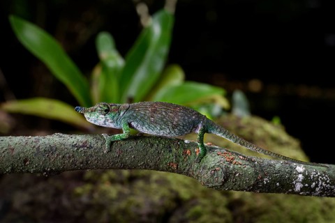 A male chameleon