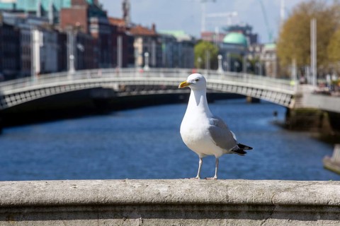A gull commands attention in the sunshine on OConnell Bridge with the Hapenny Bridge in the background. Dublin