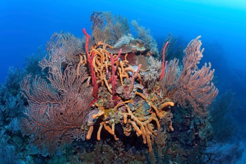 Coral block with deep sea black sea fan