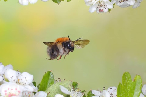Common carder-bee