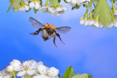 Common carder-bee