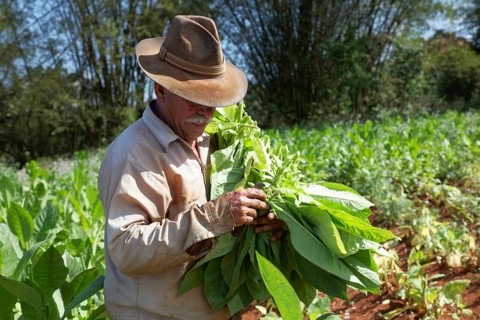 Tobacco farmer with hat picking tobacco leaves in field