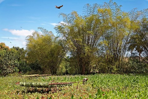 Tobacco farmer picking tobacco leaves in field