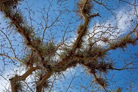 Tree overgrown with pincushion air plant