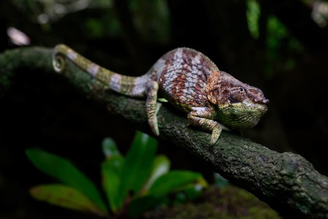 Elephant-eared chameleon male of the species