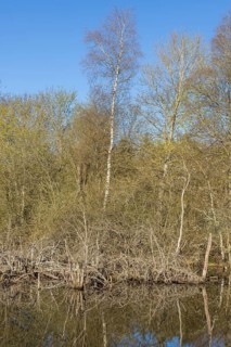 Dead trees in the Schwenninger moss