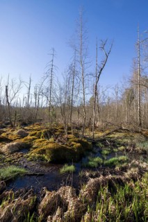 Schwenninger moss nature reserve