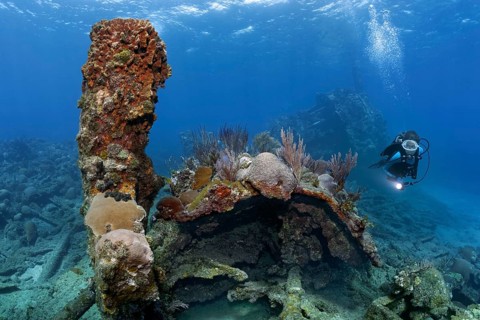 Diver