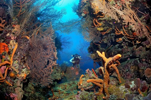 Diver with underwater camera photographs reef breach with black sea fan