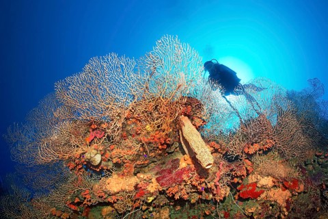 Silhouette of diver in backlight behind coral wall with deep sea gorgonian