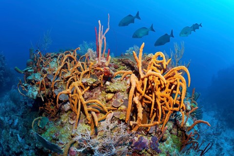 Typical Caribbean coral