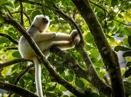 Silky sifaka