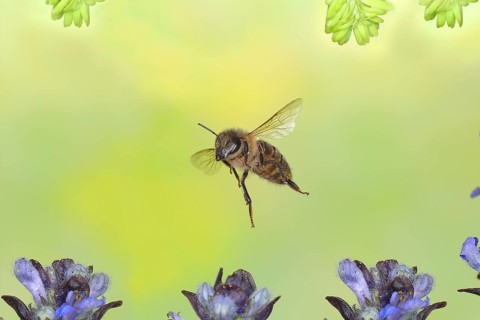 Honey bee