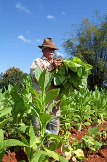 Tobacco farmer with hat picking tobacco leaves in field