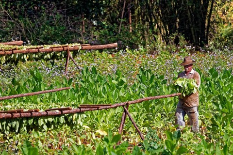 Tobacco farmer hanging tobacco leaves to dry on wooden rack