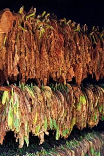 Tobacco leaves hanging to dry on wooden rack in barn