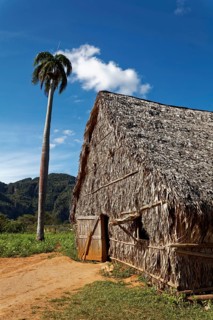 Tobacco plantation with barn for drying tobacco leaves