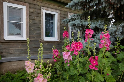 Flowers near windows