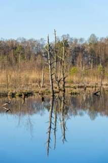 Dead trees in the Schwenninger moss