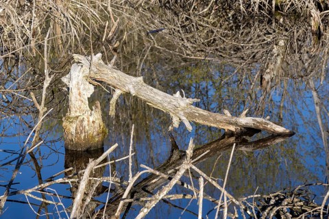Dead fir in the Schwenninger moss