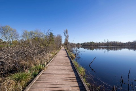 Wooden footbridge in the Schwenninger moss nature reserve