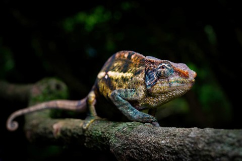 A male chameleon of the amber chamaeleon