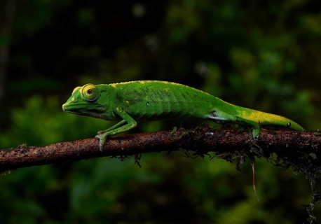 A male chameleon of the genus