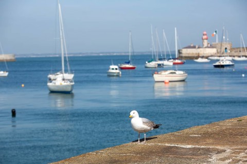Bird on promenade at Dun Laoghaire