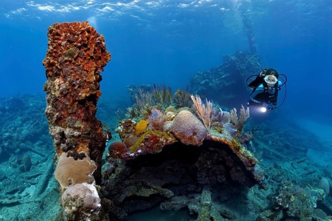 Diver