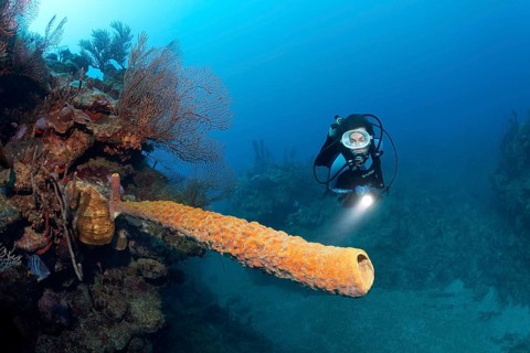 Diver with lamp looking at yellow-green candle sponge