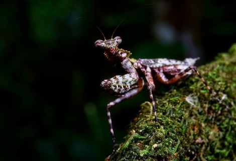 Praying mantis unknown species in the rainforests of Marojejy National Park