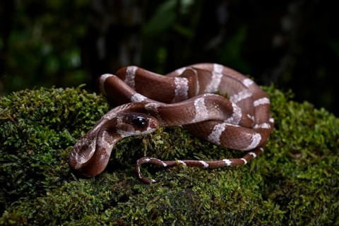 A snake of the genus