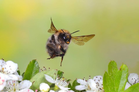 Common carder-bee