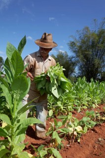 Tobacco farmer with hat picking tobacco leaves in field