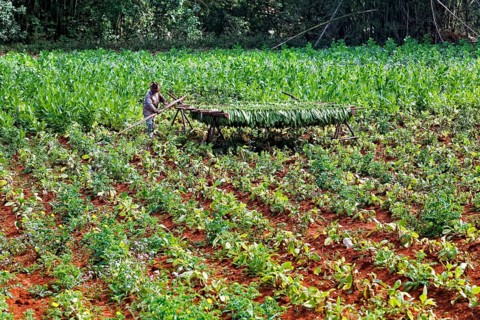 Tobacco farmer on tobacco platage with tobacco leaves hung up to dry