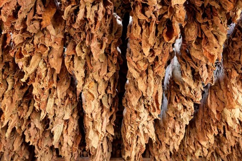 Tobacco leaves hanging to dry on wooden rack in barn