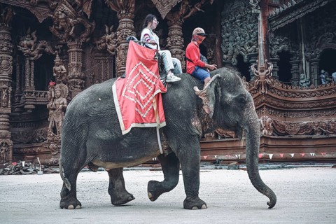 Elephant