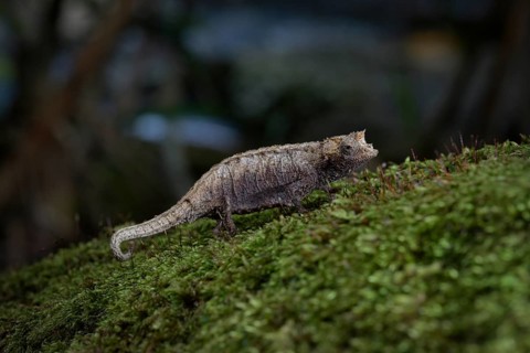 Earth chameleon of the genus