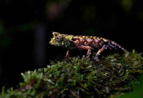 Earth chameleon