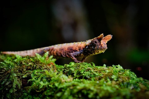 Earth chameleon male of the genus