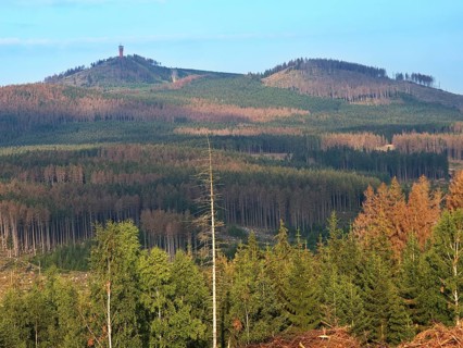 The Wurmberg and coniferous forests damaged by the bark beetle in the High Harz Mountains