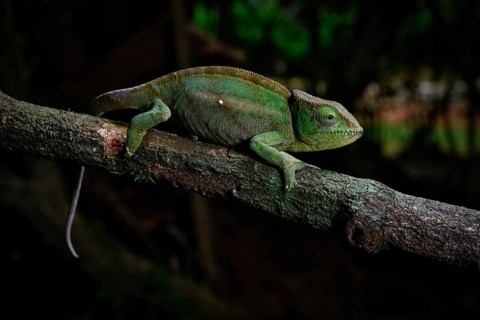 A female chameleon of the amber chamaeleon