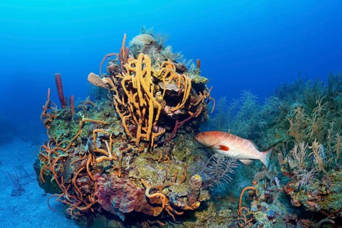 Typical Caribbean coral