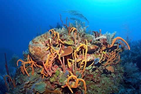 Typical Caribbean coral