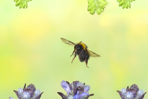 Tree bumblebee