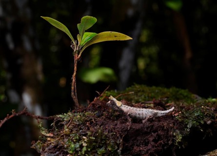 Earth chameleon of the genus