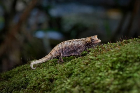 Earth chameleon of the genus