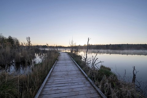 Wooden footbridge in the Schwenninger moss nature reserve