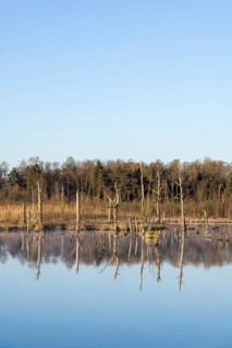 Dead trees in the Schwenninger moss