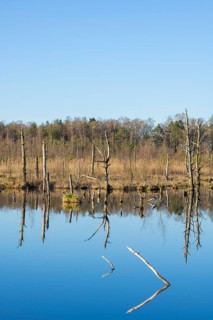 Dead trees in the Schwenninger moss